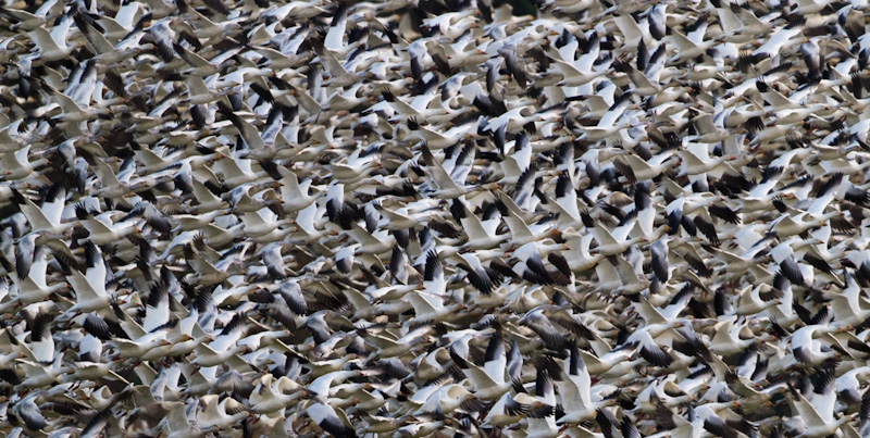 Snow Geese In Flight